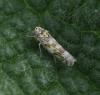 Eupteryx sp.